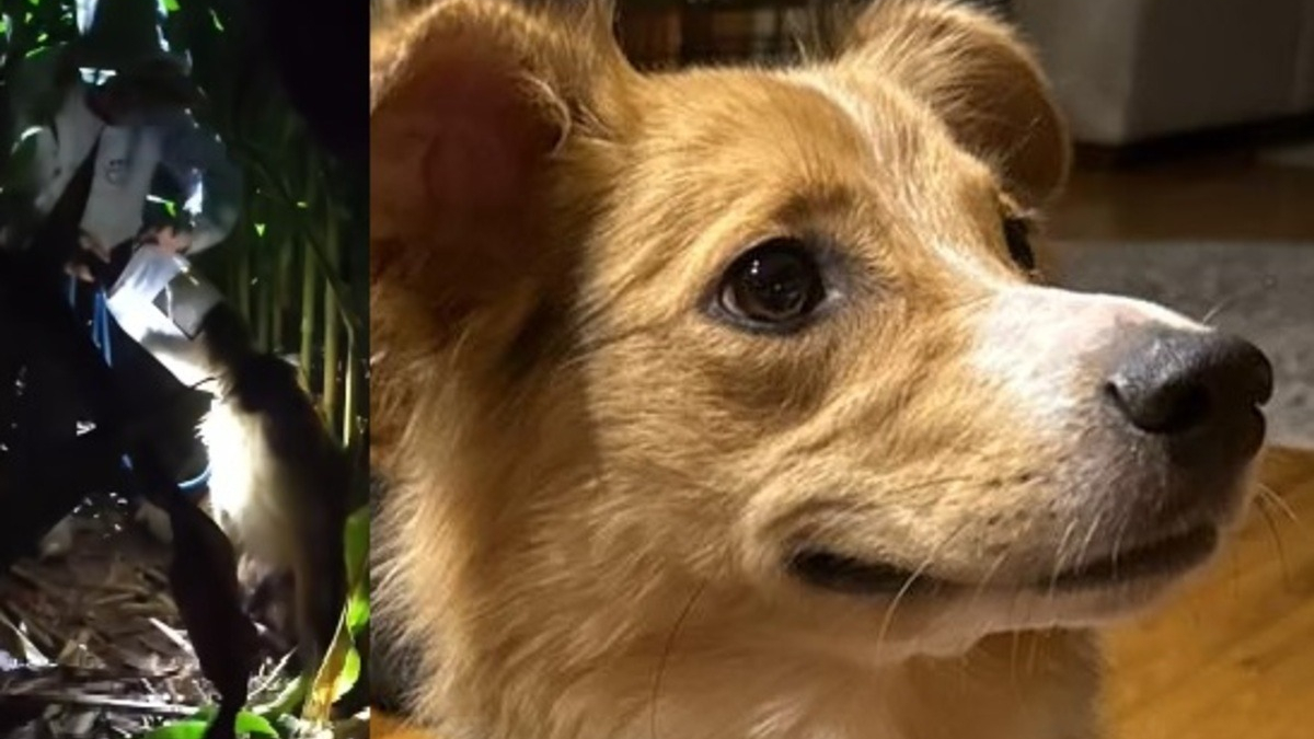 Deux étages, une vie à risquer : l&rsquo;ado de 12 ans qui a sauvé un chien coincé