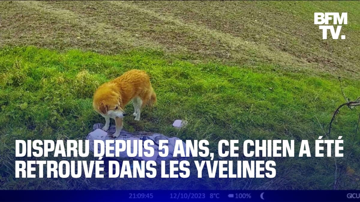 965 km de patience, un chien retrouvé après cinq années
